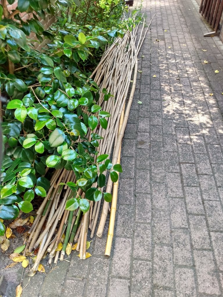 bamboestokken gratis af te halen, Ophalen, Gebruikt, 250 cm of meer, Overige typen