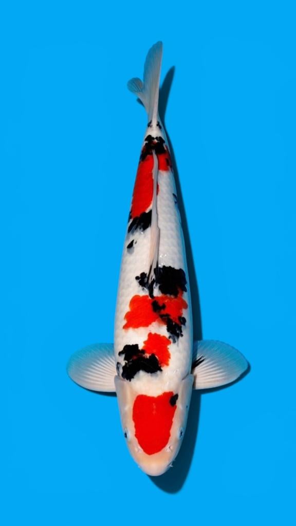 JUMBO SANKE 53 CM TOSAI MOMOTARO  Japanse koi specialst, Dieren en Toebehoren, Vissen | Vijvervissen, Karper of Koi