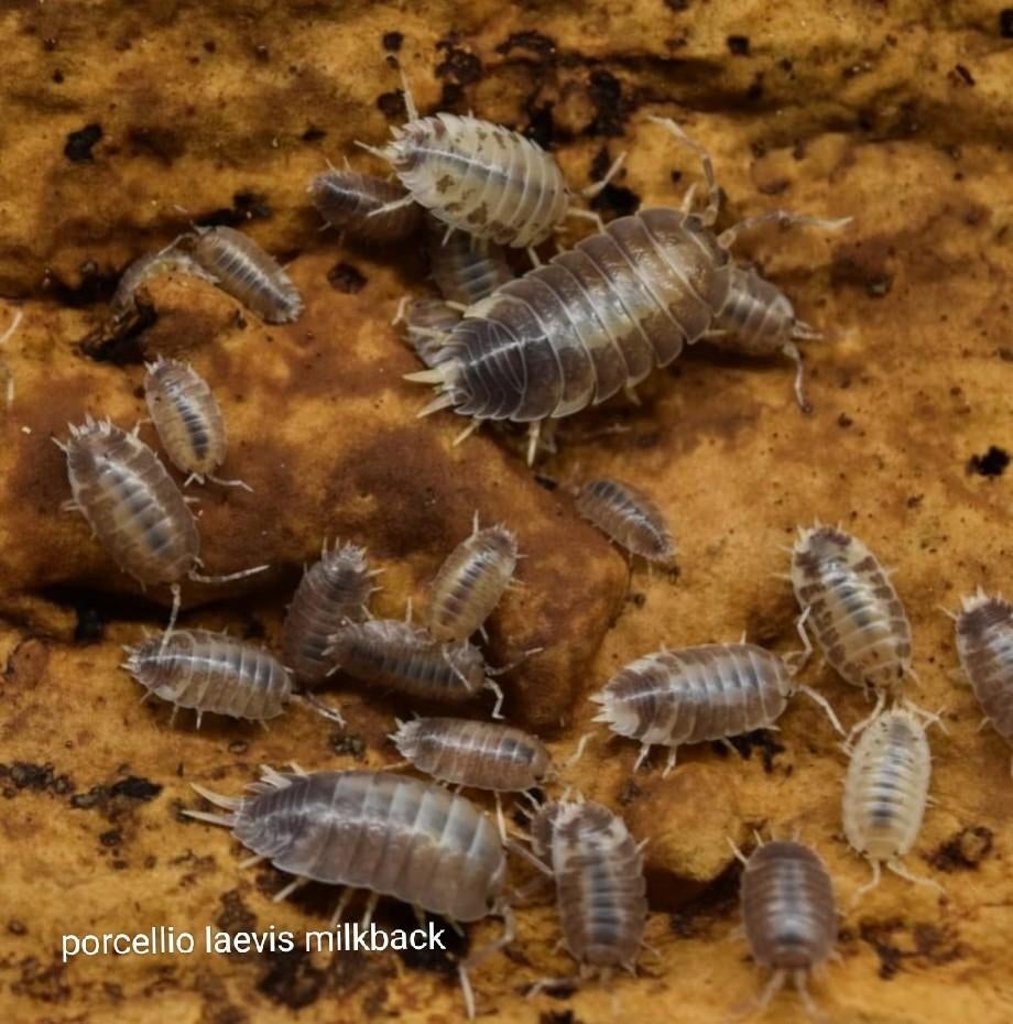 Porcellio laevis Milkback, Dieren en Toebehoren, Insecten en Spinnen, Overige soorten