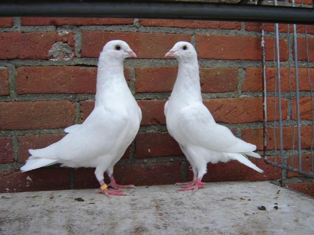 Witte..Duiven *, Dieren en Toebehoren, Meerdere dieren, Overige soorten