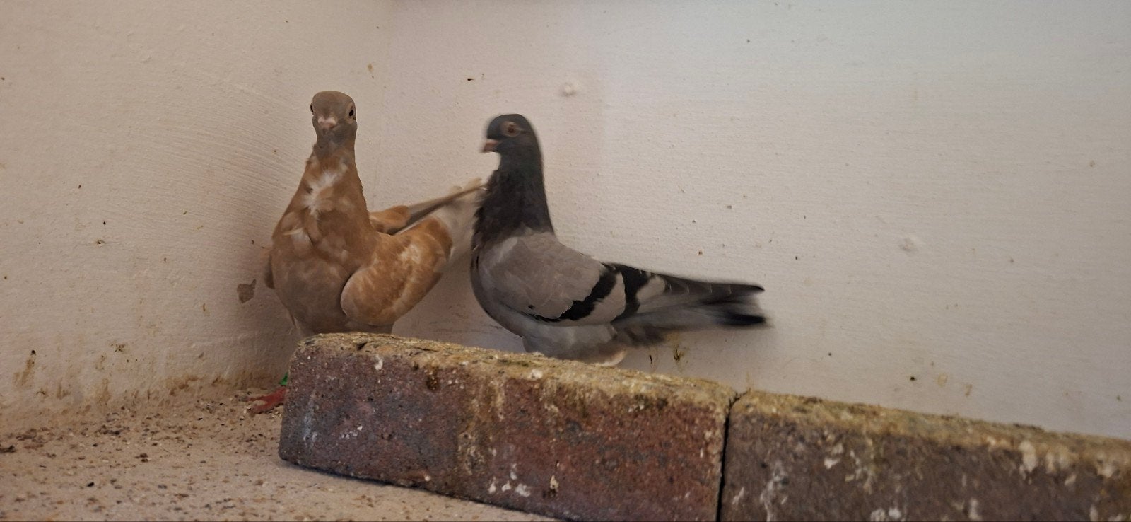 te koop sierduiven figuritas meeuwen, Dieren en Toebehoren, Meerdere dieren, Overige soorten