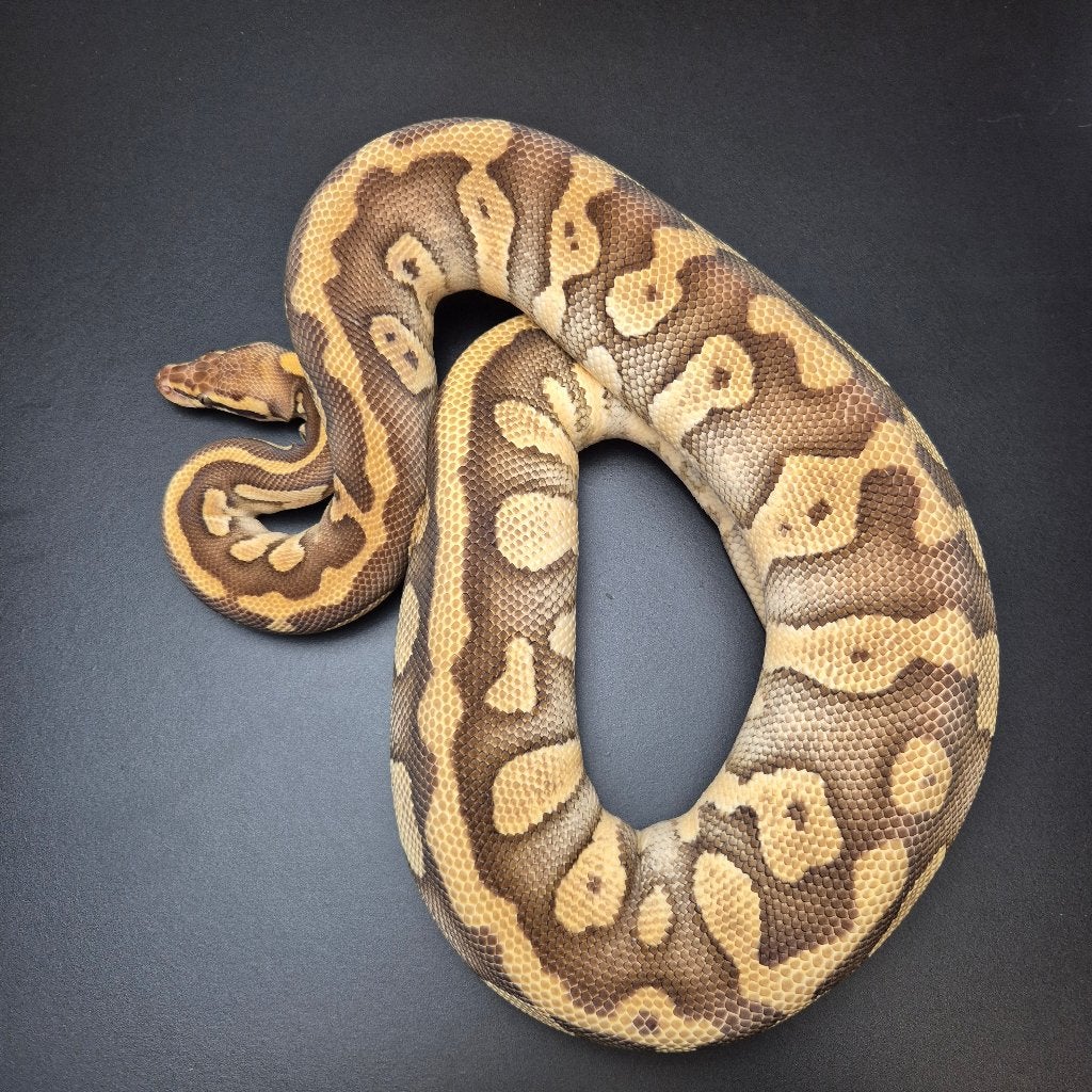 butter pastel confusion pb regius Ball Python - unknown for sale from Roundhog serpents