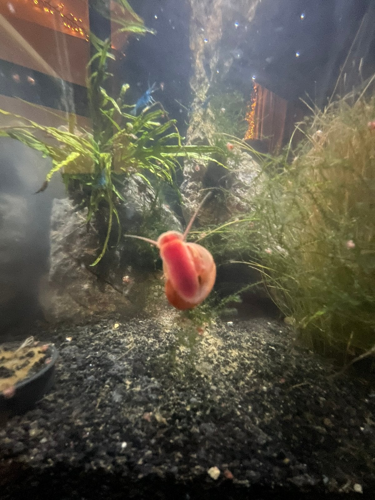 Posthoornslakken, Dieren en Toebehoren, Vissen | Aquariumvissen, Slak of Weekdier