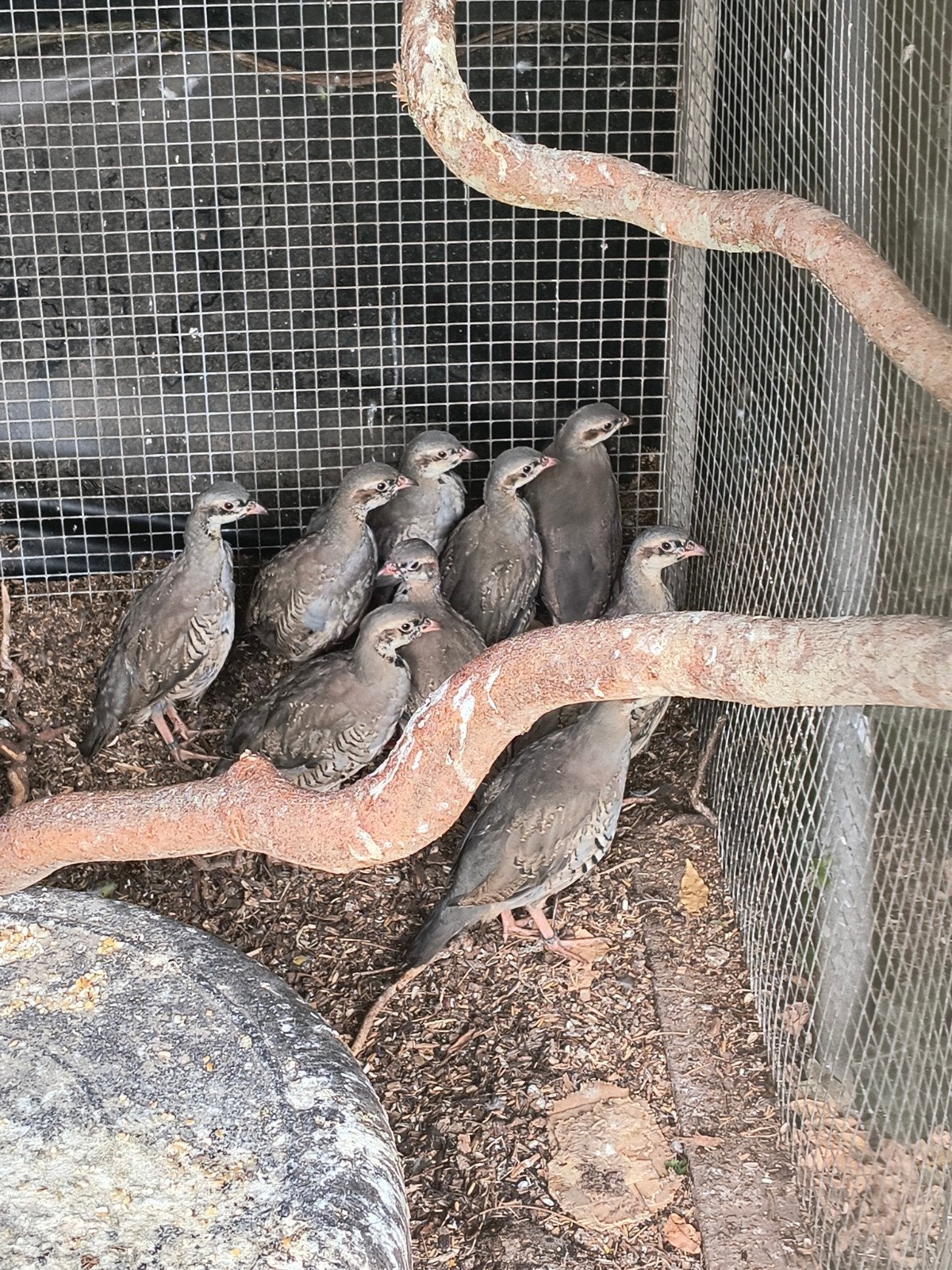 te koop chukar patrijzen, Dieren en Toebehoren, Kip