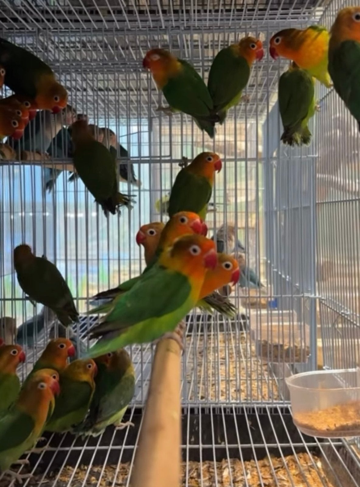 jonge agapornis roceicolli dwergpapegaaien, Meerdere dieren, Dwergpapegaai of Agapornis, Pratend