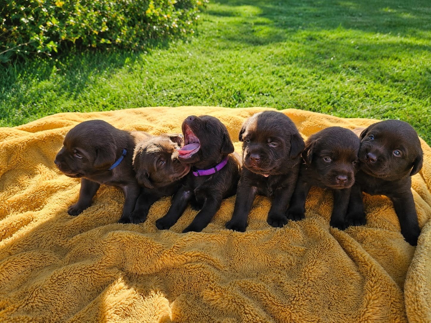 Bruine labrador puppies/puppy's, Dieren en Toebehoren, Honden | Retrievers, Spaniëls en Waterhonden, 8 tot 15 weken, Labrador retriever