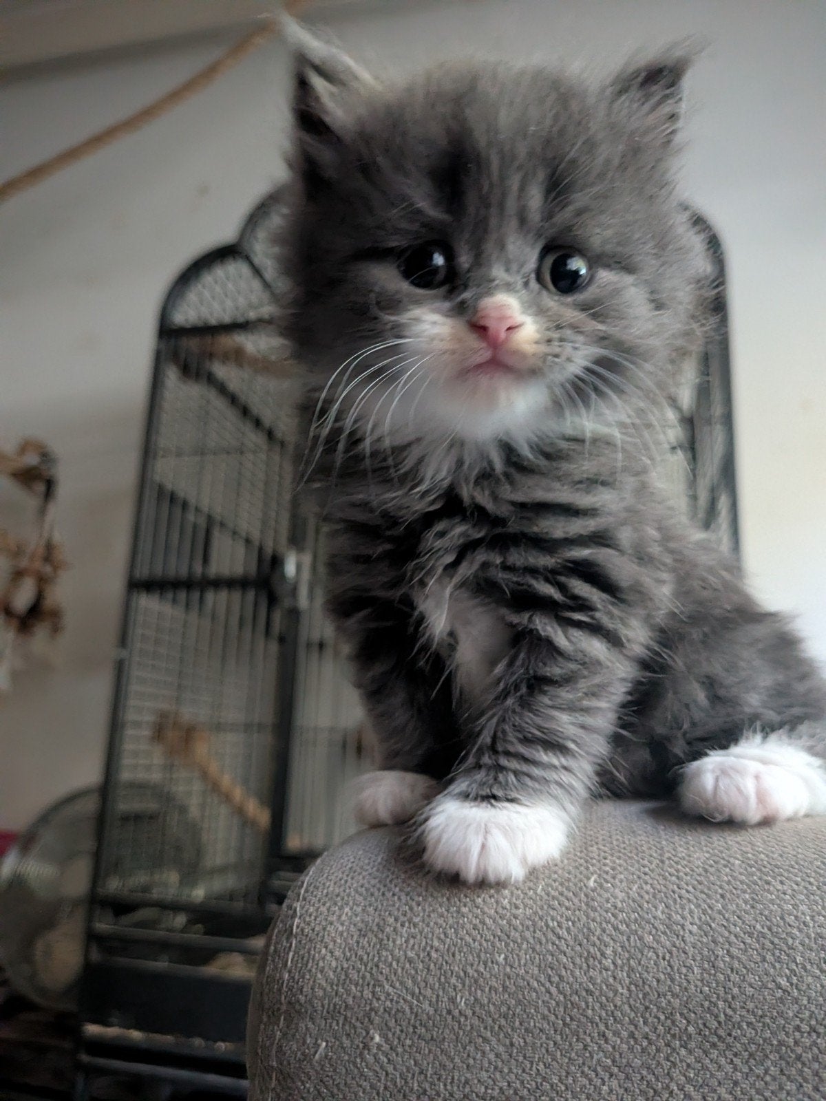 Britse Langhaar kittens, Meerdere dieren, Gechipt, 0 tot 2 jaar