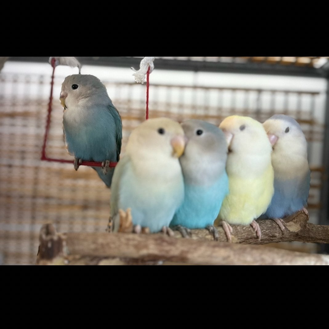 Dwergpapagaaien Agapornis Lovebird te koop, Dieren en Toebehoren, Meerdere dieren, Dwergpapegaai of Agapornis, Tam