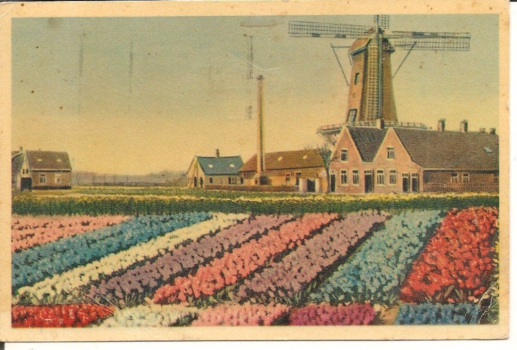 Oude ansichtkaart: Hollandse Bloembollenvelden met molen, Ophalen of Verzenden, 1940 tot 1960, Gelopen, Noord-Holland