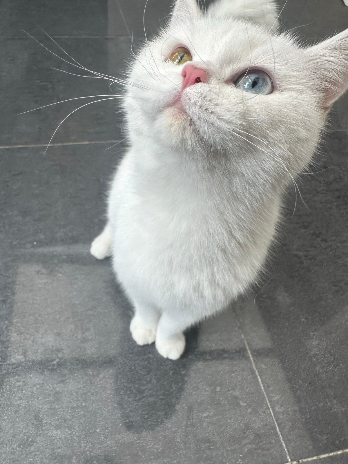 Britse korthaar ( zeer zeldzaam), Poes, Kortharig, 0 tot 2 jaar