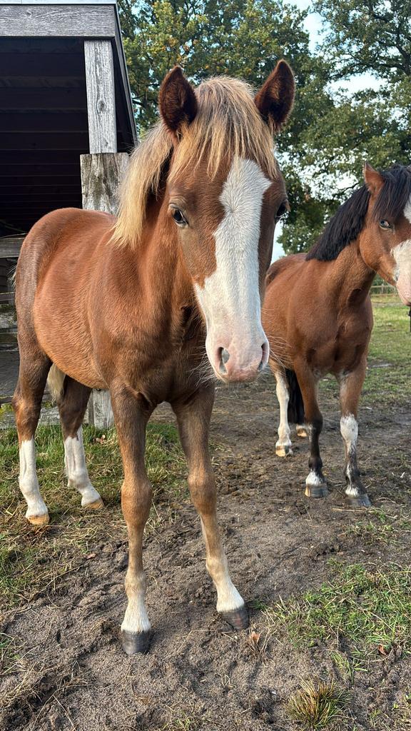 Toekomstige sportpony, Dieren en Toebehoren, Pony's, Merrie, 0 tot 2 jaar