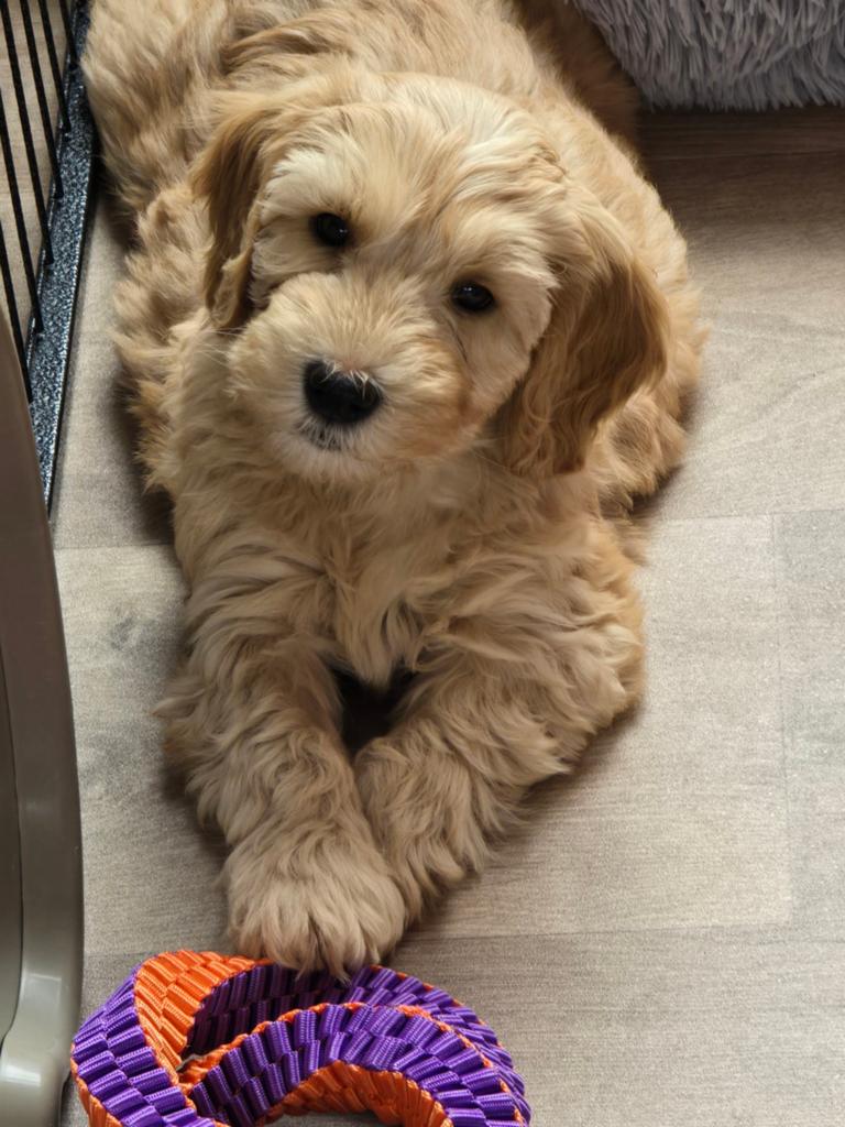 Medium labradoodle reutje, Dieren en Toebehoren, Overige rassen, 8 tot 15 weken, Meerdere, Meerdere dieren