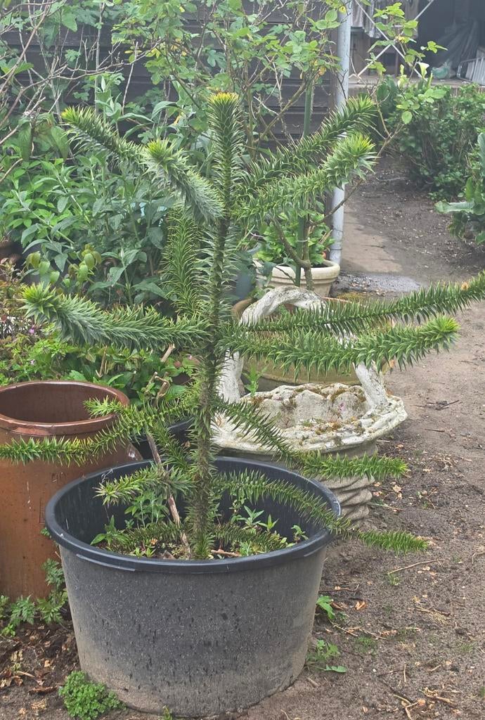 Te koop apenboom / slangenden, Overige soorten, 100 tot 250 cm, Zomer, Ophalen