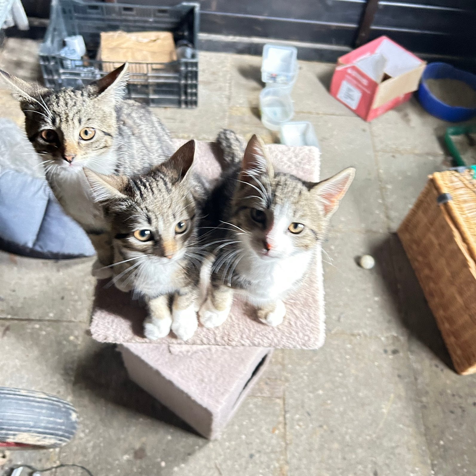 Prachtige boerderij kittens!, Meerdere dieren