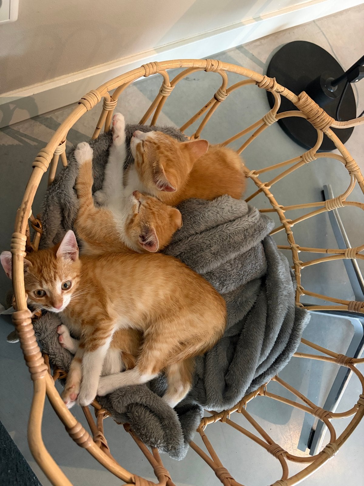 Lieve, speelse en aanhanrkelijke rode kittens te koop, Meerdere dieren, Kortharig, 0 tot 2 jaar
