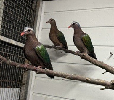 Groenvleugelduiven en meer, Dieren en Toebehoren, Meerdere dieren, Tropenvogel, Tam