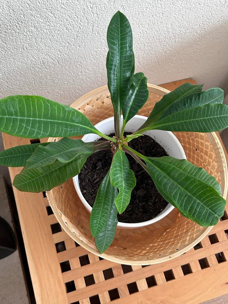 Madagascar Jewel (Euphorbia leuconeura), Huis en Inrichting, Kamerplanten, Ophalen, Vetplant, Halfschaduw, In pot