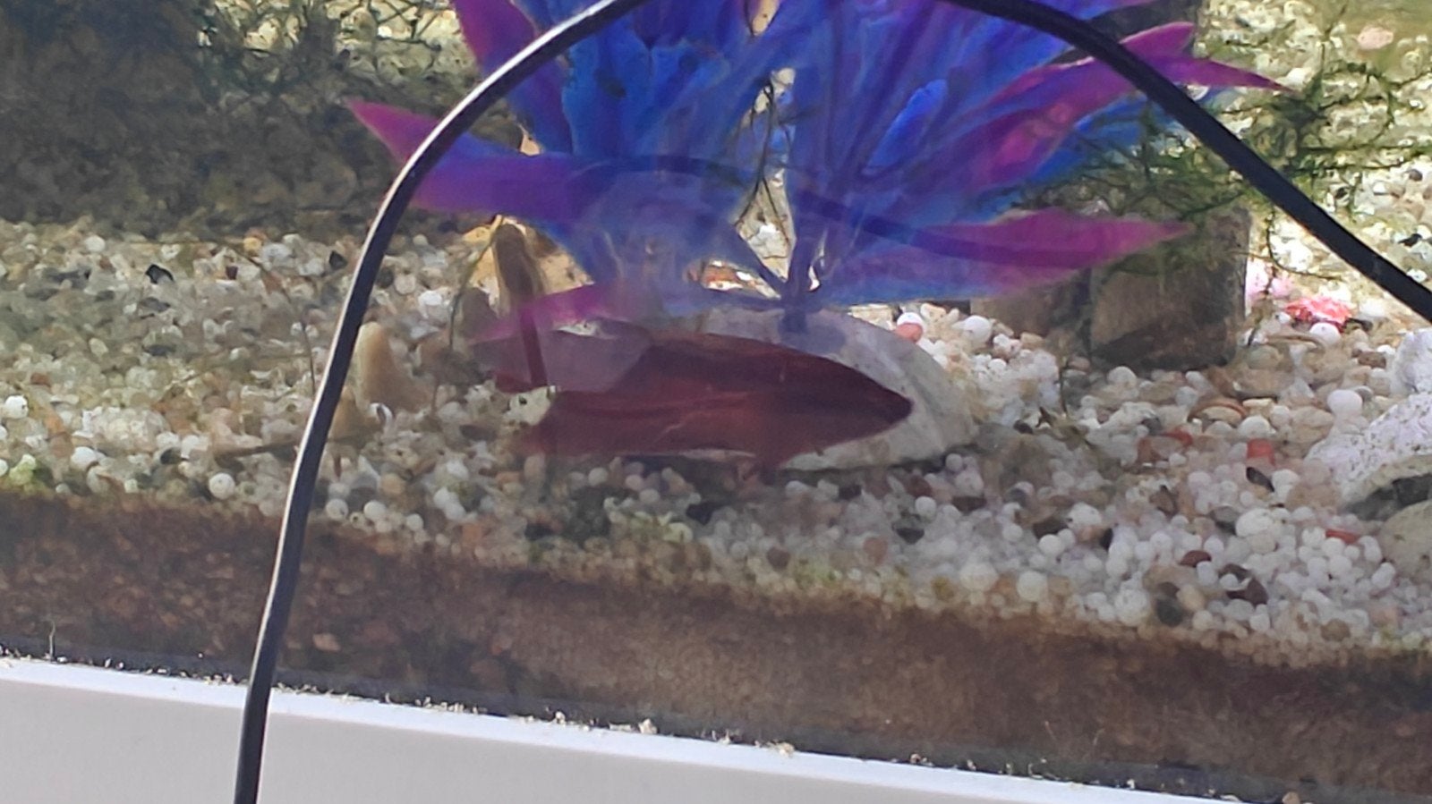 betta fish girls, Dieren en Toebehoren, Vis