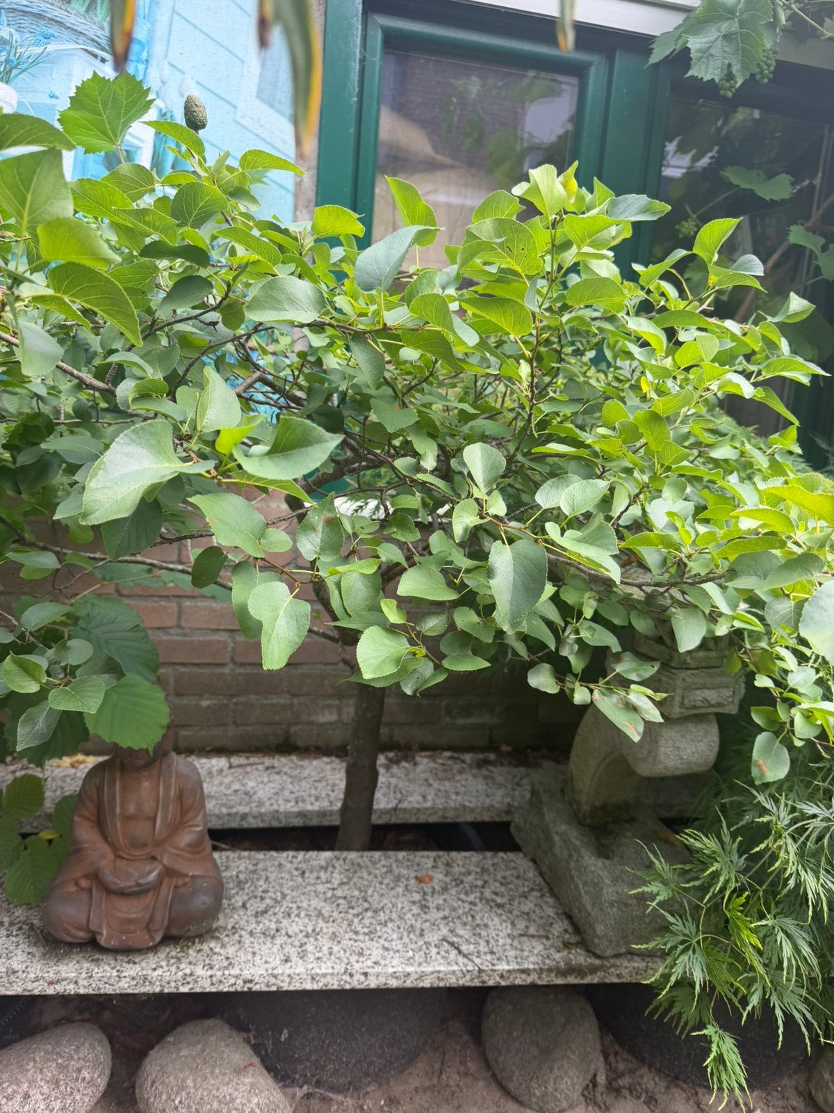 Sierboompje Hartbladige Els - bonsai, Ophalen, Vaste plant, Overige soorten
