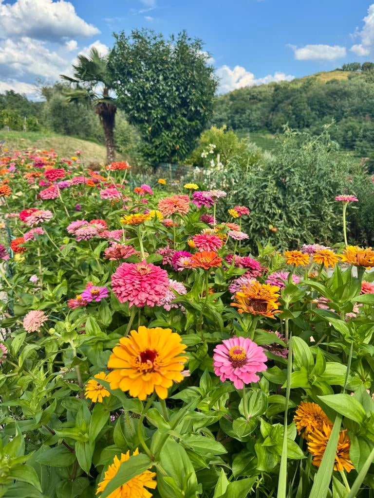 Zinnia California Giant en andere bio zaden, Tuin en Terras, Bloembollen en Zaden, Ophalen of Verzenden, Volle zon