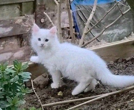 ♡  maine coon kitten    ♡, Dieren en Toebehoren, Kater, Ontwormd, 0 tot 2 jaar