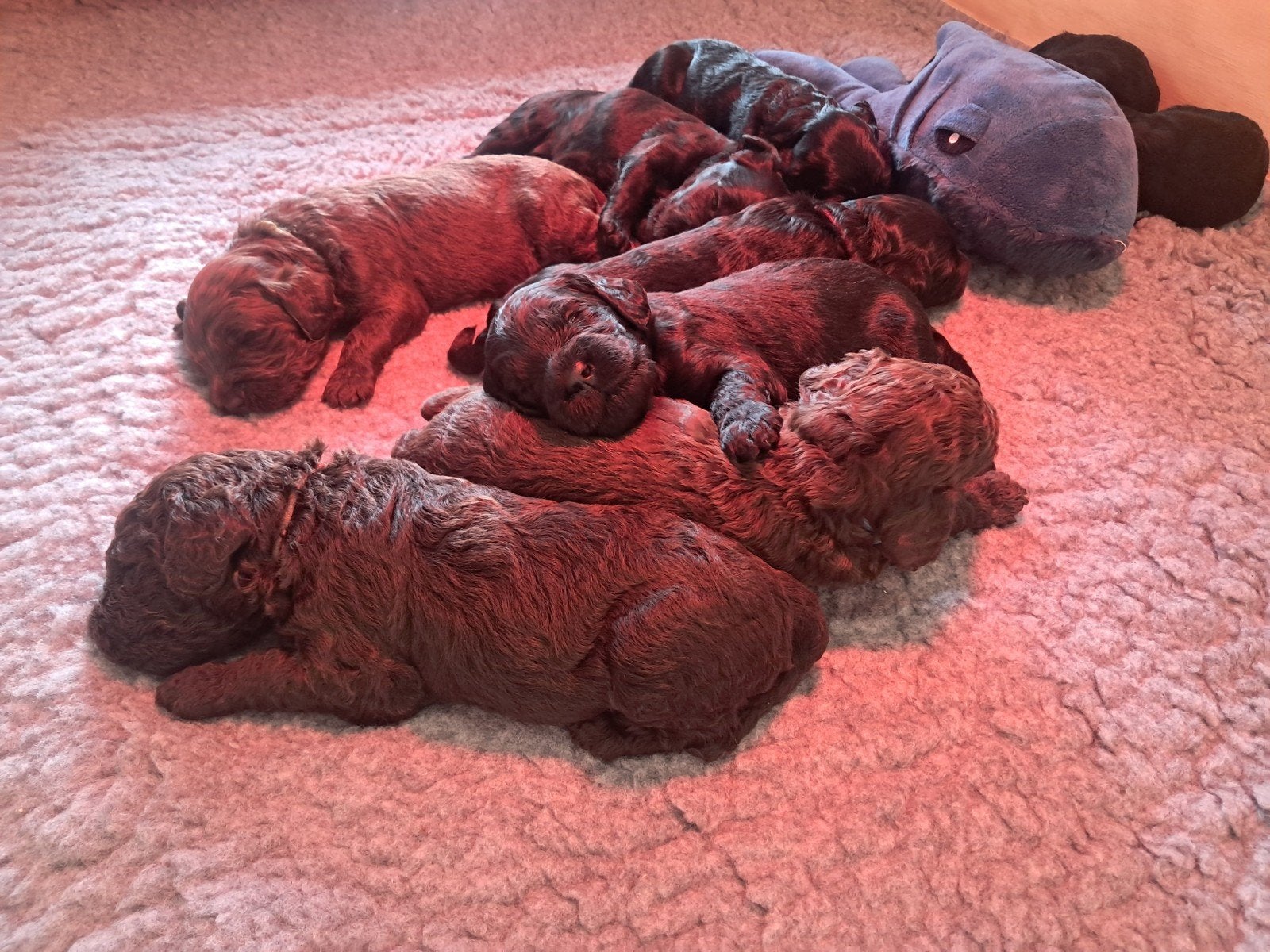 Prachtige lieve Australian Labradoodle alf1 pups, Dieren en Toebehoren, Honden | Retrievers, Spaniëls en Waterhonden, Overige rassen
