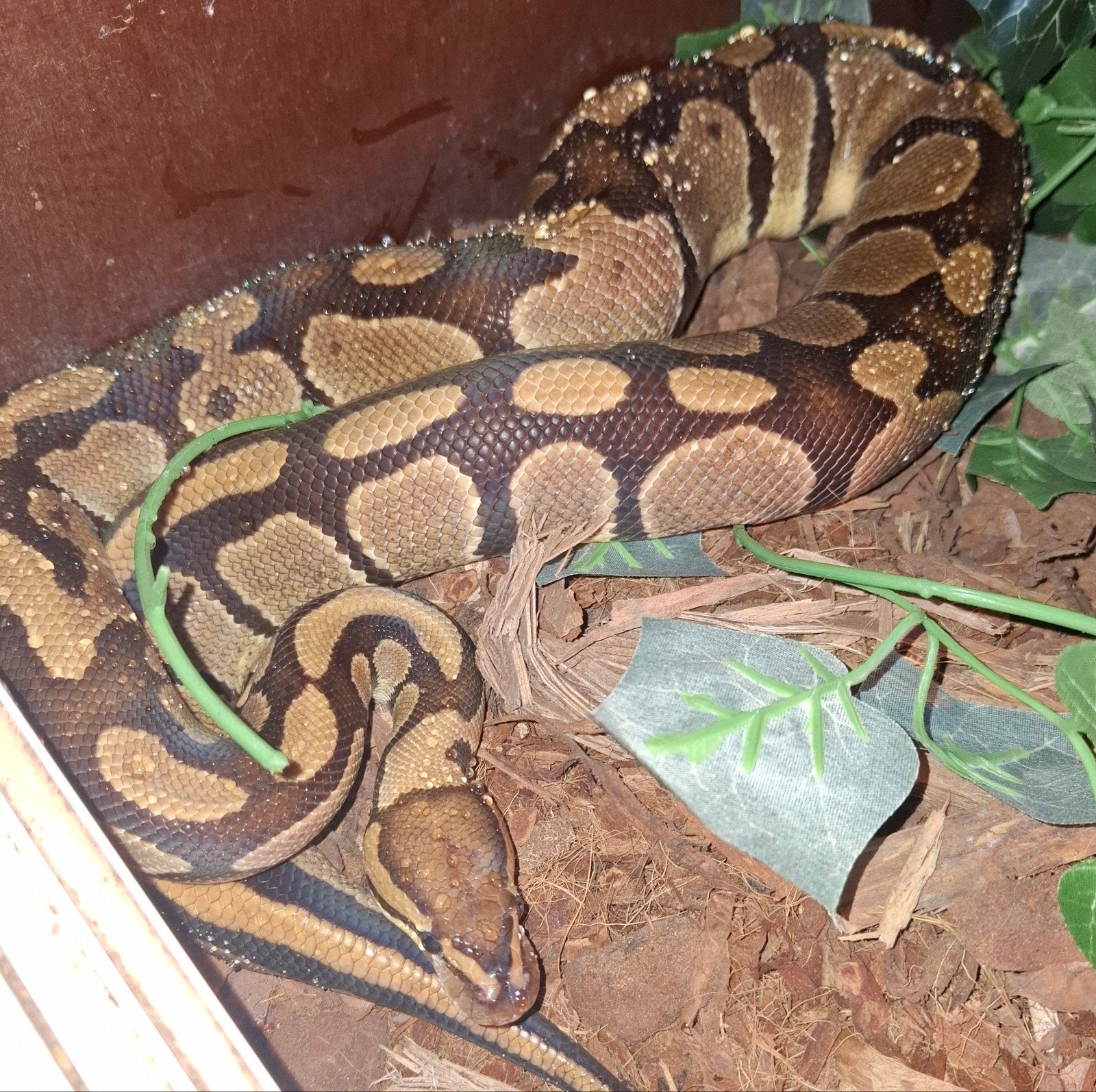 slang, Slang, Met terrarium, 7 tot 10 jaar
