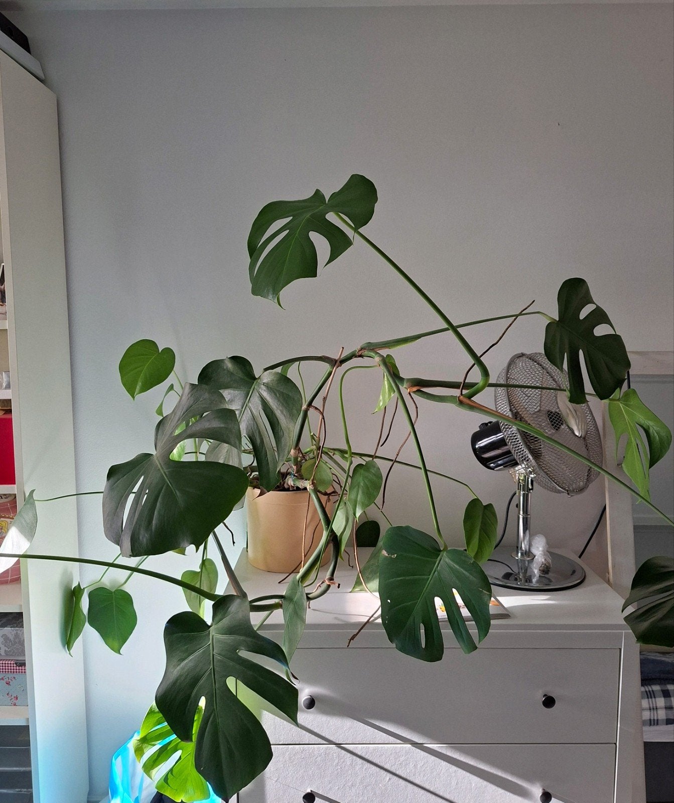 Monstera, kamerplant, groot, te koop, Ophalen, 100 tot 150 cm, Overige soorten, Halfschaduw