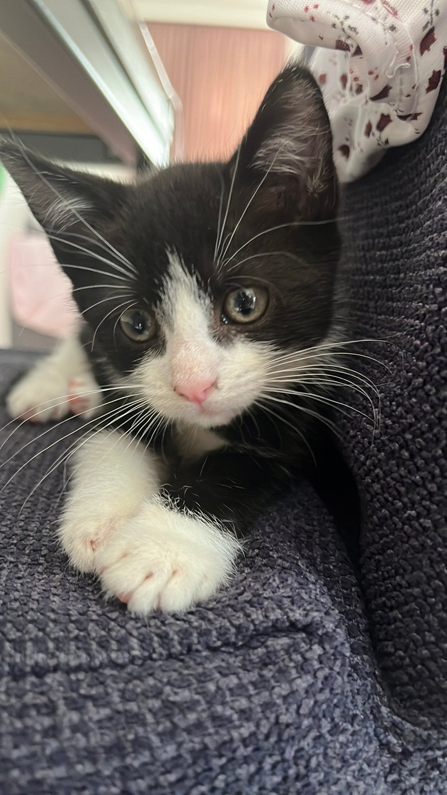 Kitten (Europees korthaar), Kater
