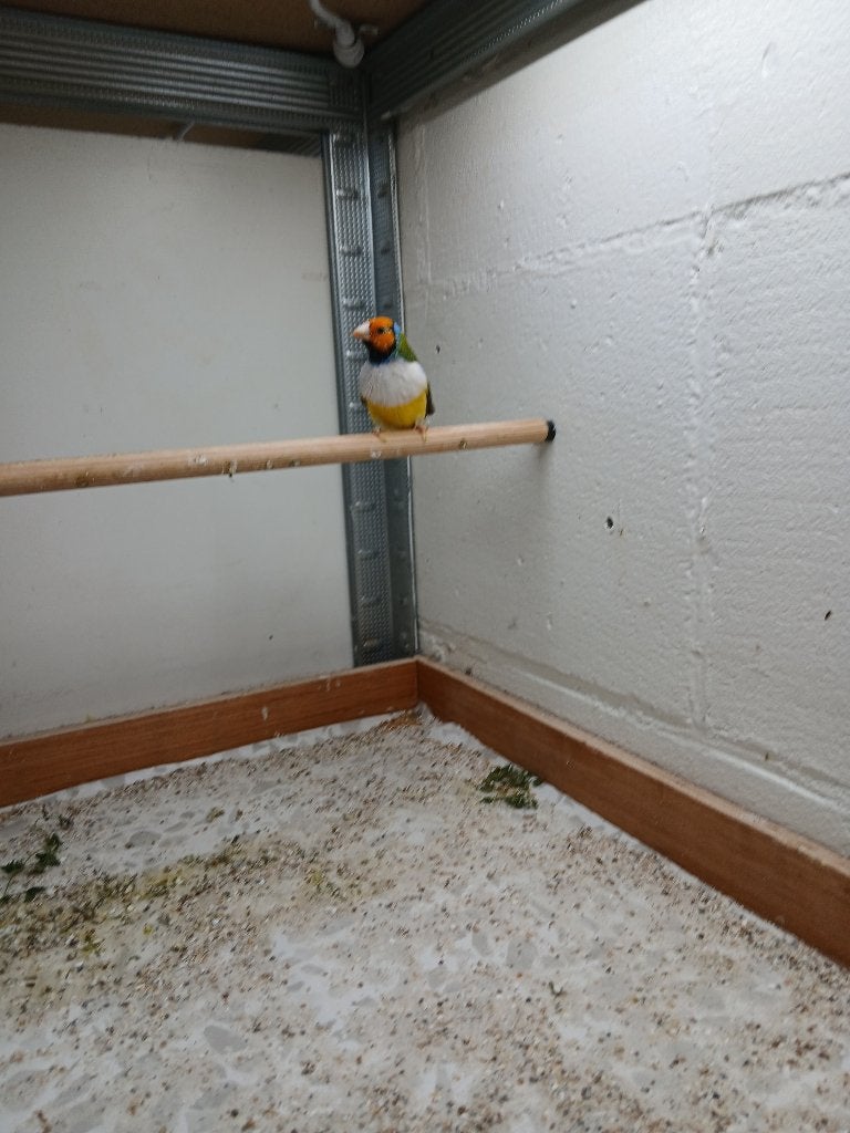 Gouldamadine Man, Mannelijk, Tropenvogel, Geringd