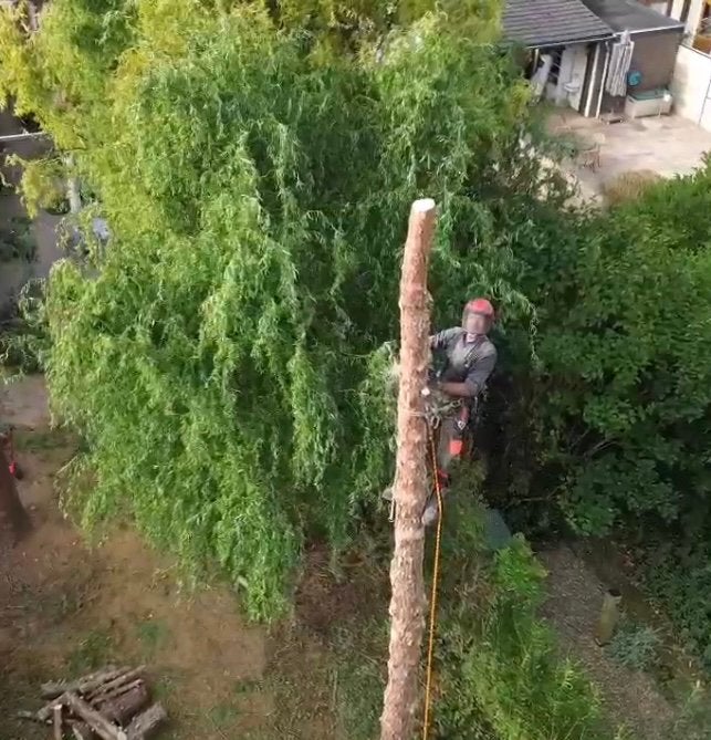 Specialistische boom snoeiwerkzaamheden, bomen rooien, Tuinonderhoud of Snoeiwerk