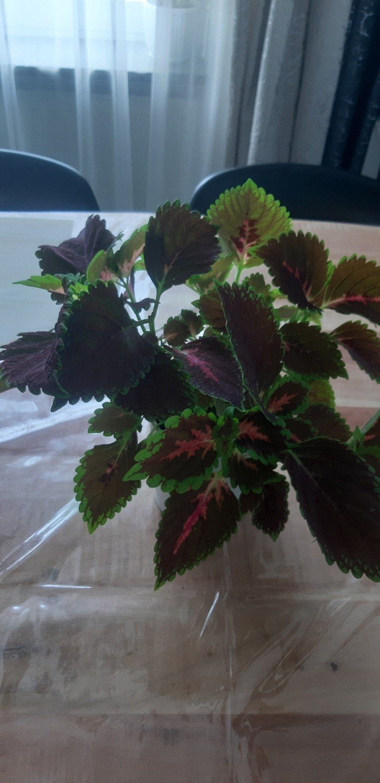 Mooi coleus plant, Ophalen of Verzenden, Halfschaduw, Minder dan 100 cm