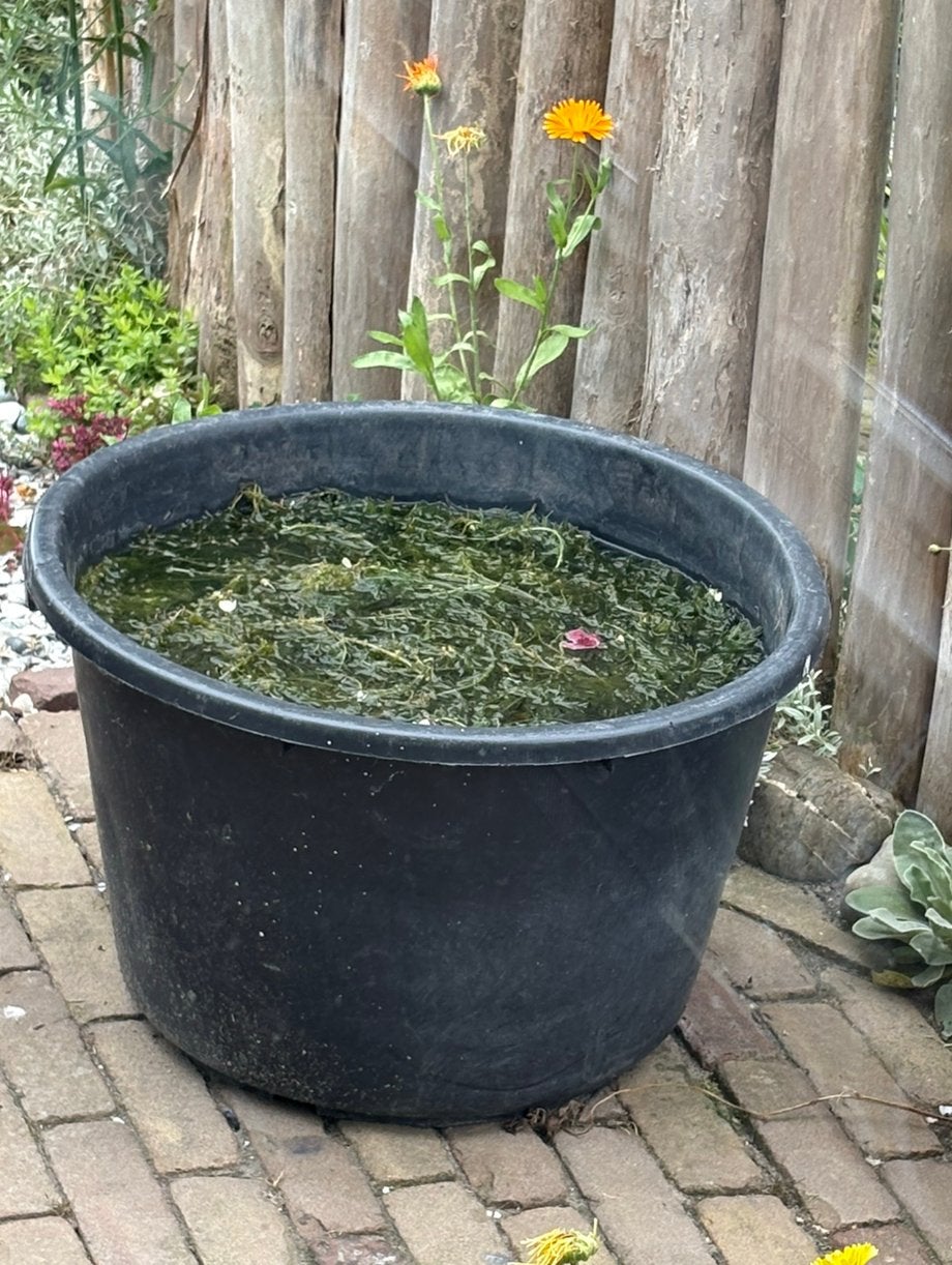 Zuurstofplanten, hoornblad en waterpest, Ophalen, Zo goed als nieuw