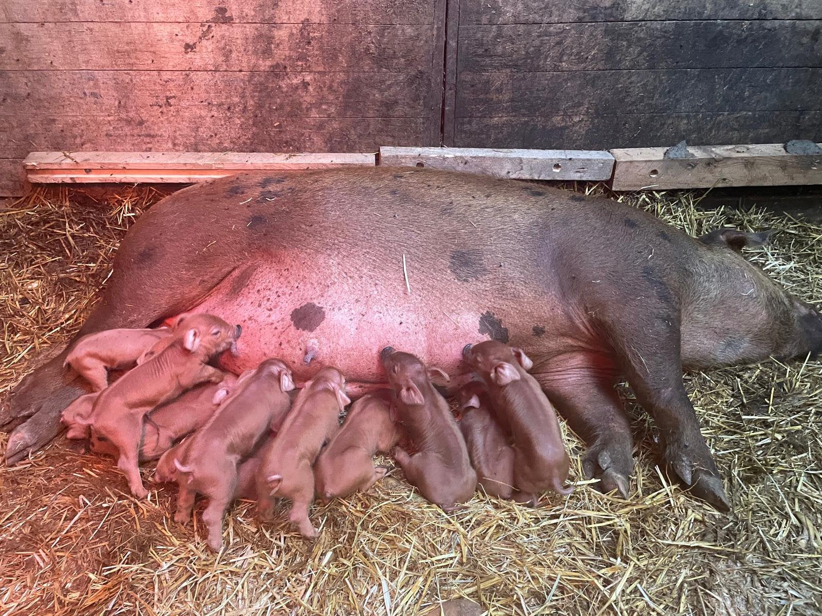 Duroc x berkshire scharrel biggen, Varken