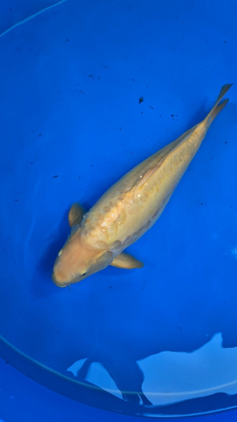Doitsu karashigoi Konishi 5 jaar, man. 71-72cm certificaat., Dieren en Toebehoren, Karper of Koi
