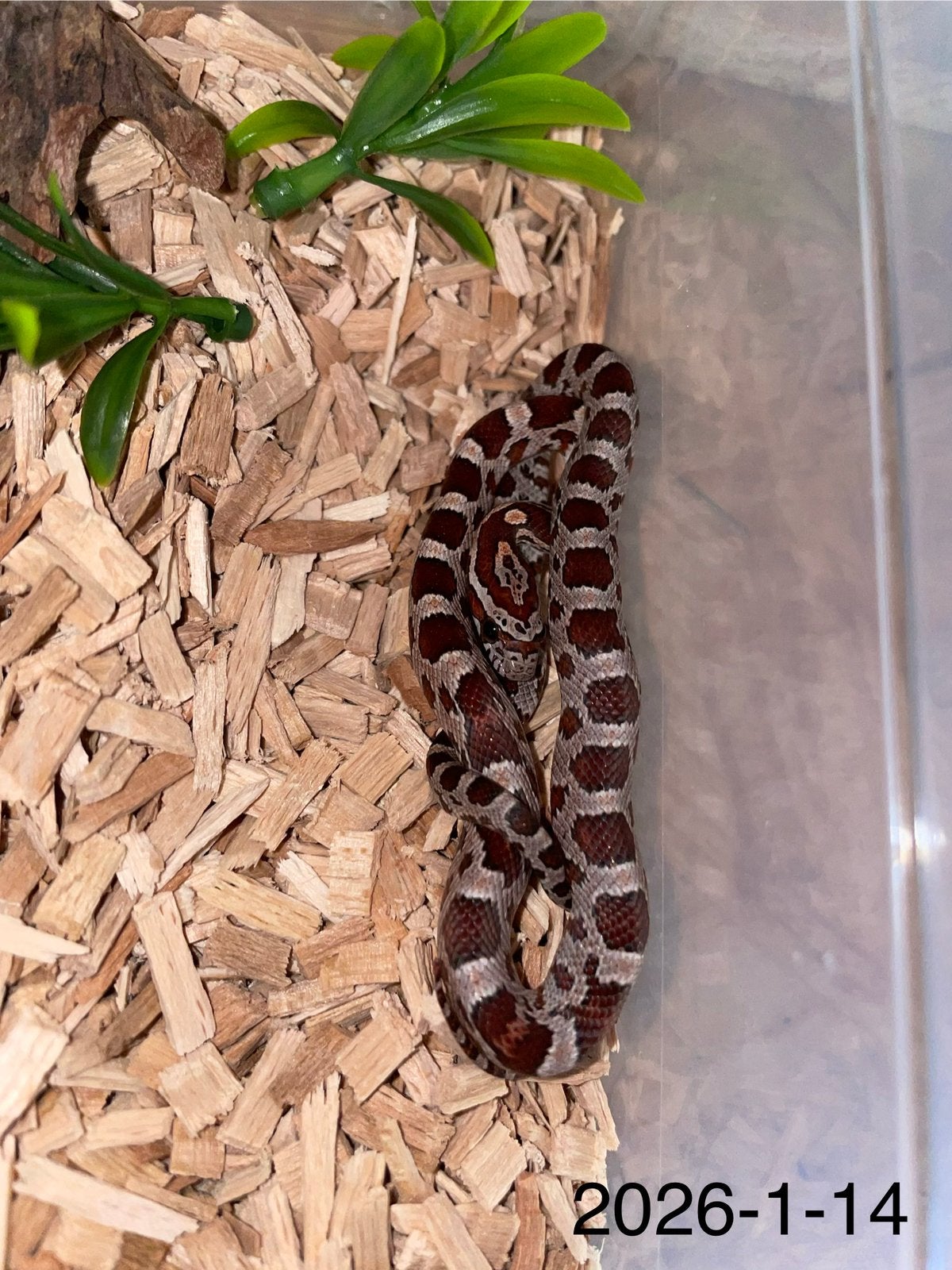 Jonge Rattenslangen div morphs Rat Snake photo 14