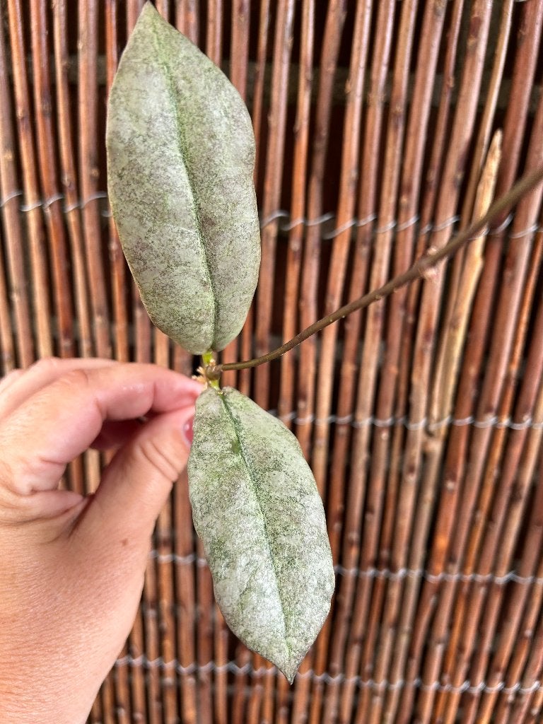 Hoya Mitrata Silver 🌱, Bloeiende kamerplant, Ophalen of Verzenden, Halfschaduw, Minder dan 100 cm