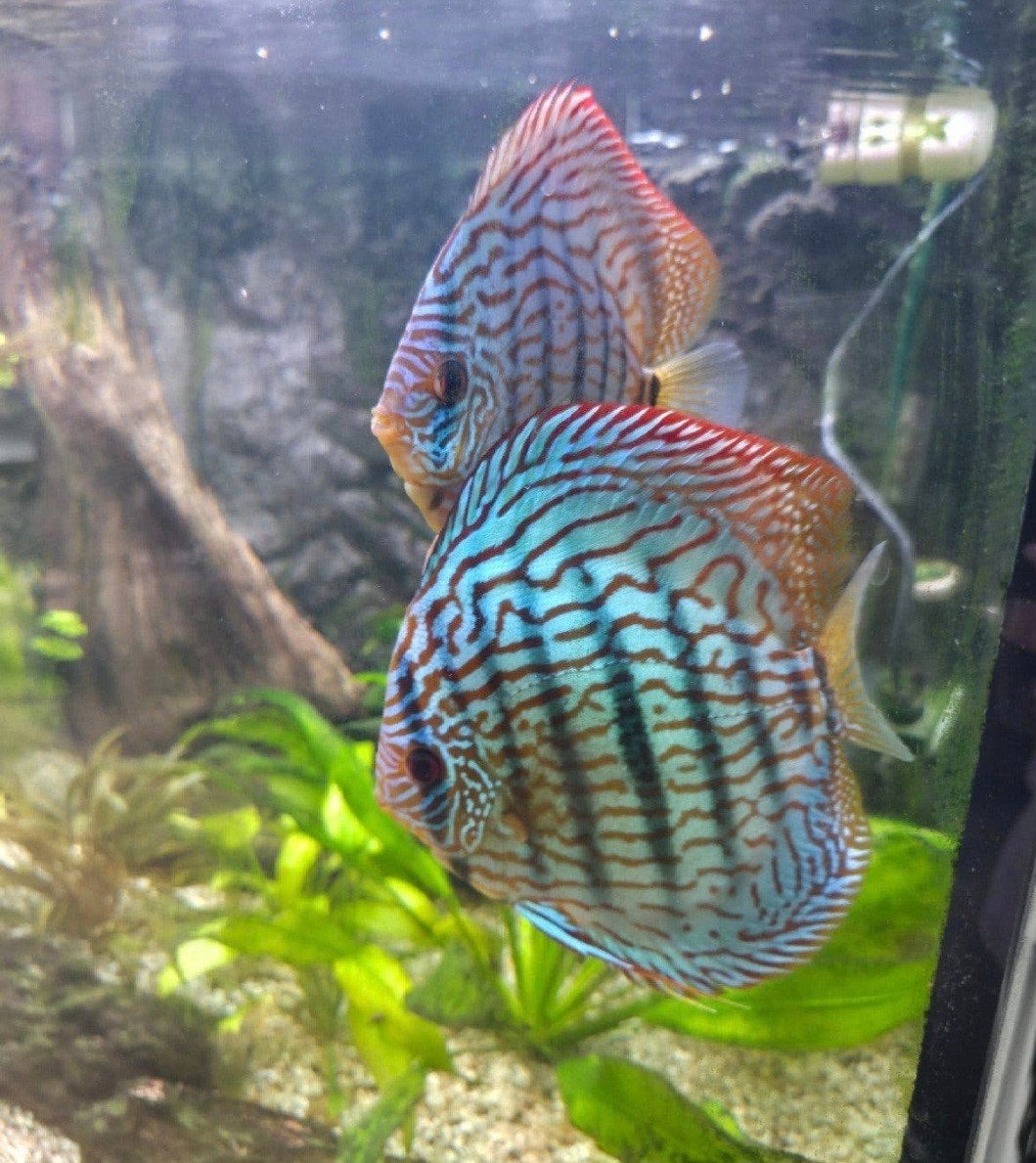 discus vis 16 cm., Dieren en Toebehoren, Vis