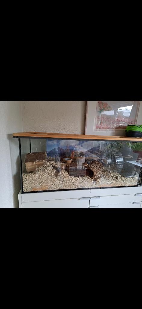 Aquarium voor hamster/knaagdier, Dieren en Toebehoren, Muis, Hok, Ophalen, Minder dan 60 cm
