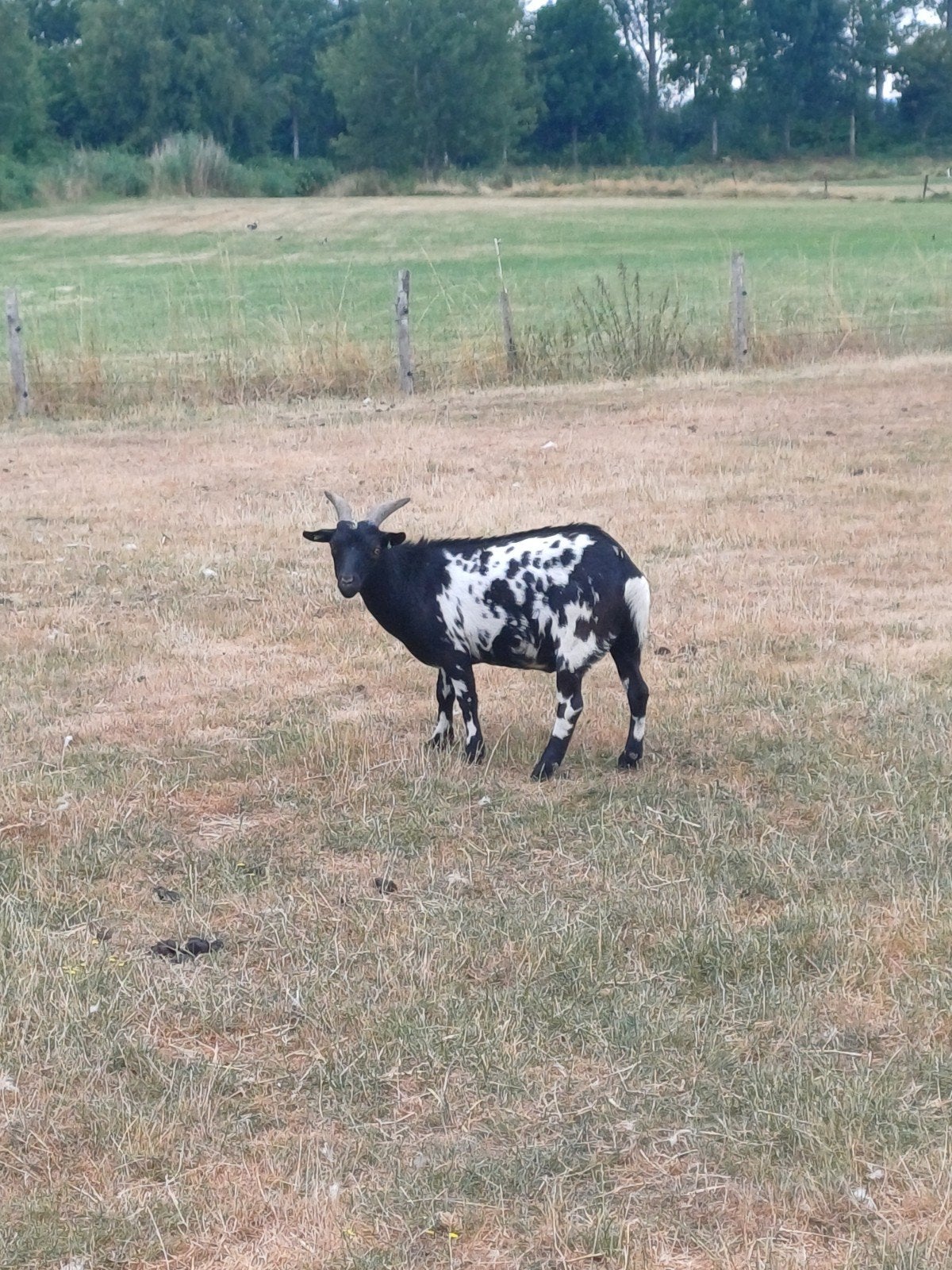 Schapen/Geiten, Dieren en Toebehoren, Schapen, Geiten en Varkens, Meerdere dieren, Schaap