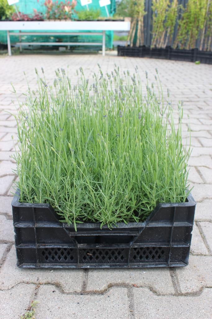 Lavendel, Tuin en Terras, Planten | Tuinplanten, Overige soorten, Volle zon, Zomer, Ophalen