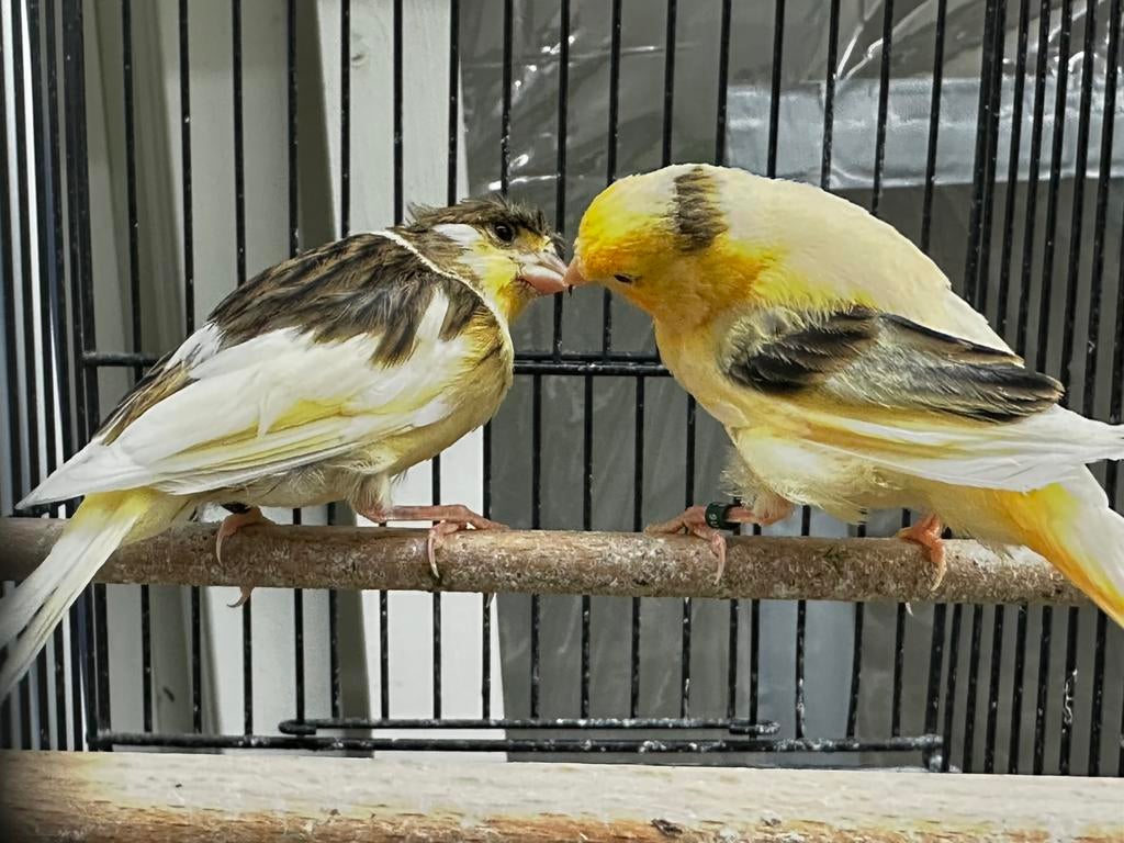Prachtige jonge kanaries, Dieren en Toebehoren, Vogels | Kanaries, Meerdere dieren, Kleurkanarie