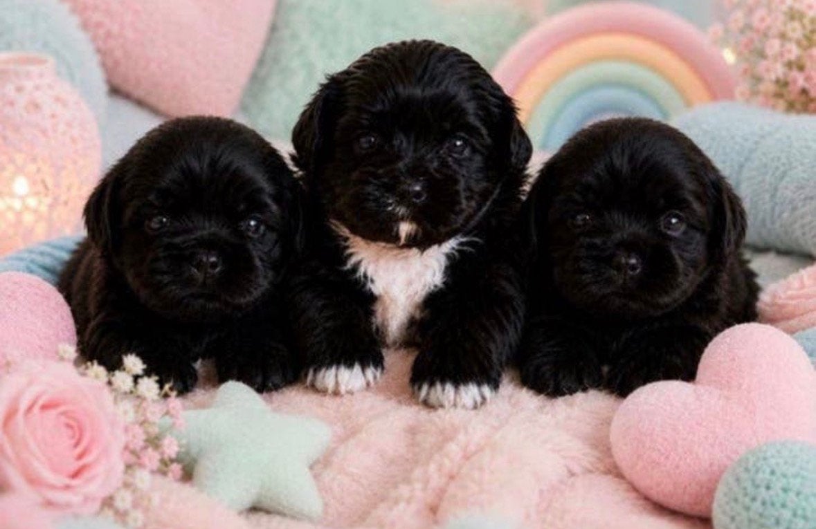 Boomer pups mooie kanjers, Dieren en Toebehoren, Honden | Niet-rashonden, 8 tot 15 weken, Parvo, Meerdere, Meerdere dieren