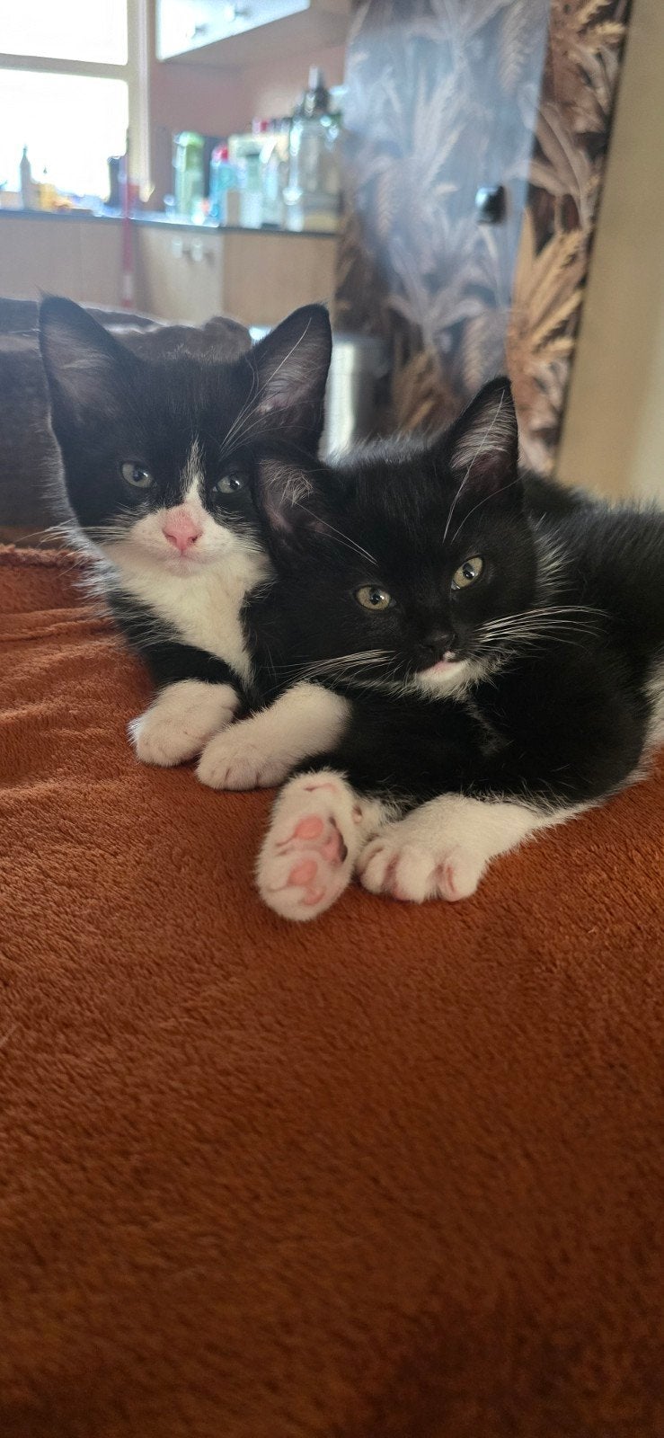 Kittens, Dieren en Toebehoren, Katten en Kittens | Raskatten | Langhaar, Meerdere dieren, Gechipt