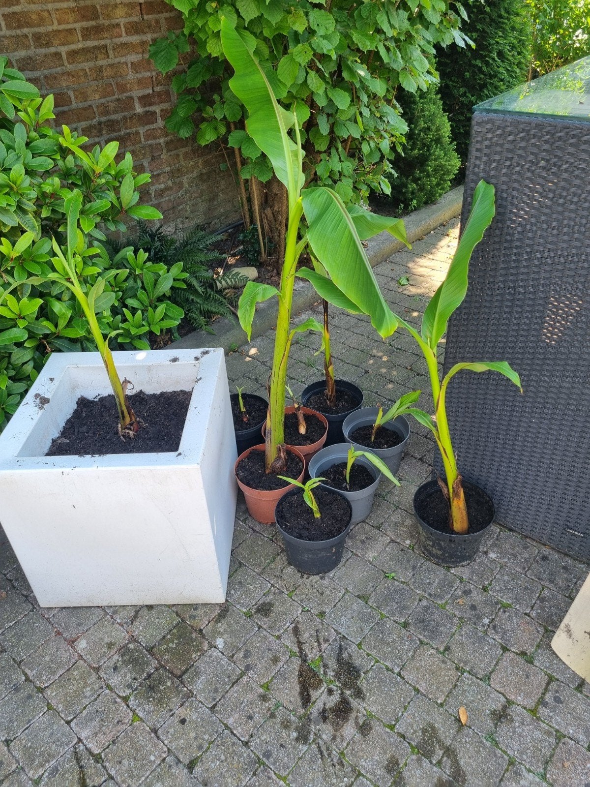 bananen planten en algave planten, Ophalen of Verzenden, Overige soorten, Volle zon