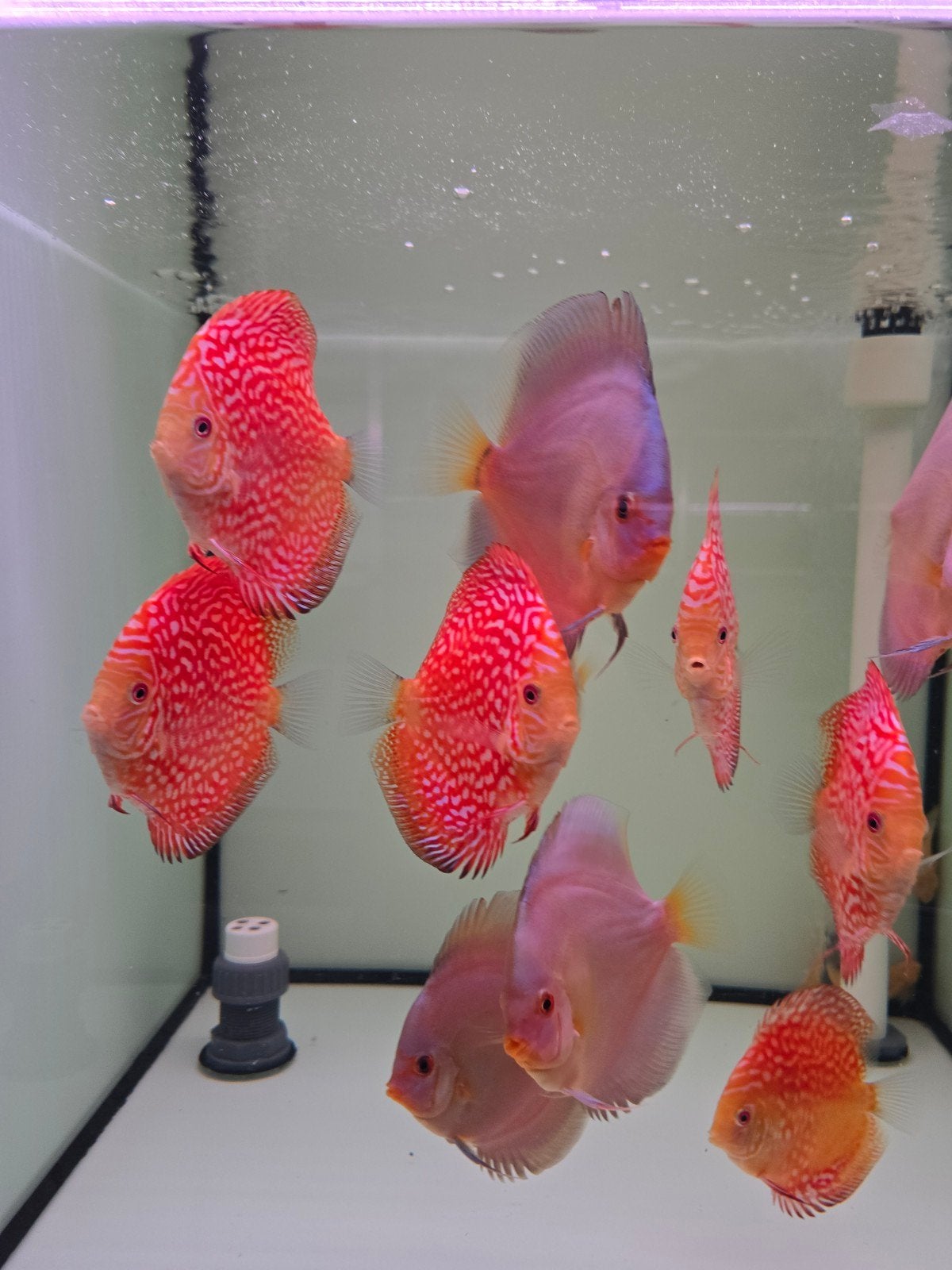 Discusvissen, Dieren en Toebehoren, Vis, Zoetwatervis, Schoolvis