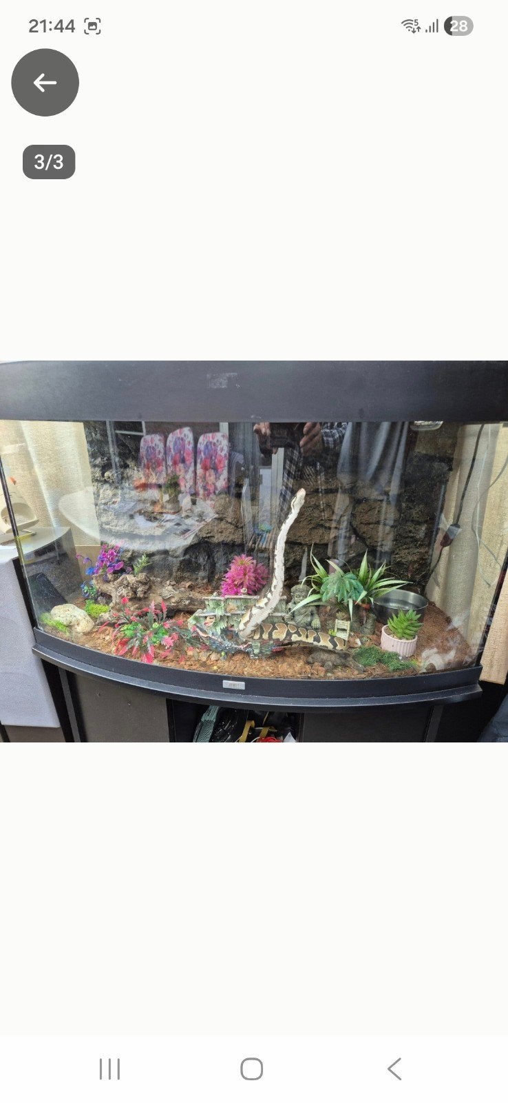01 pastel NK 25 python regius Ball Python photo 2
