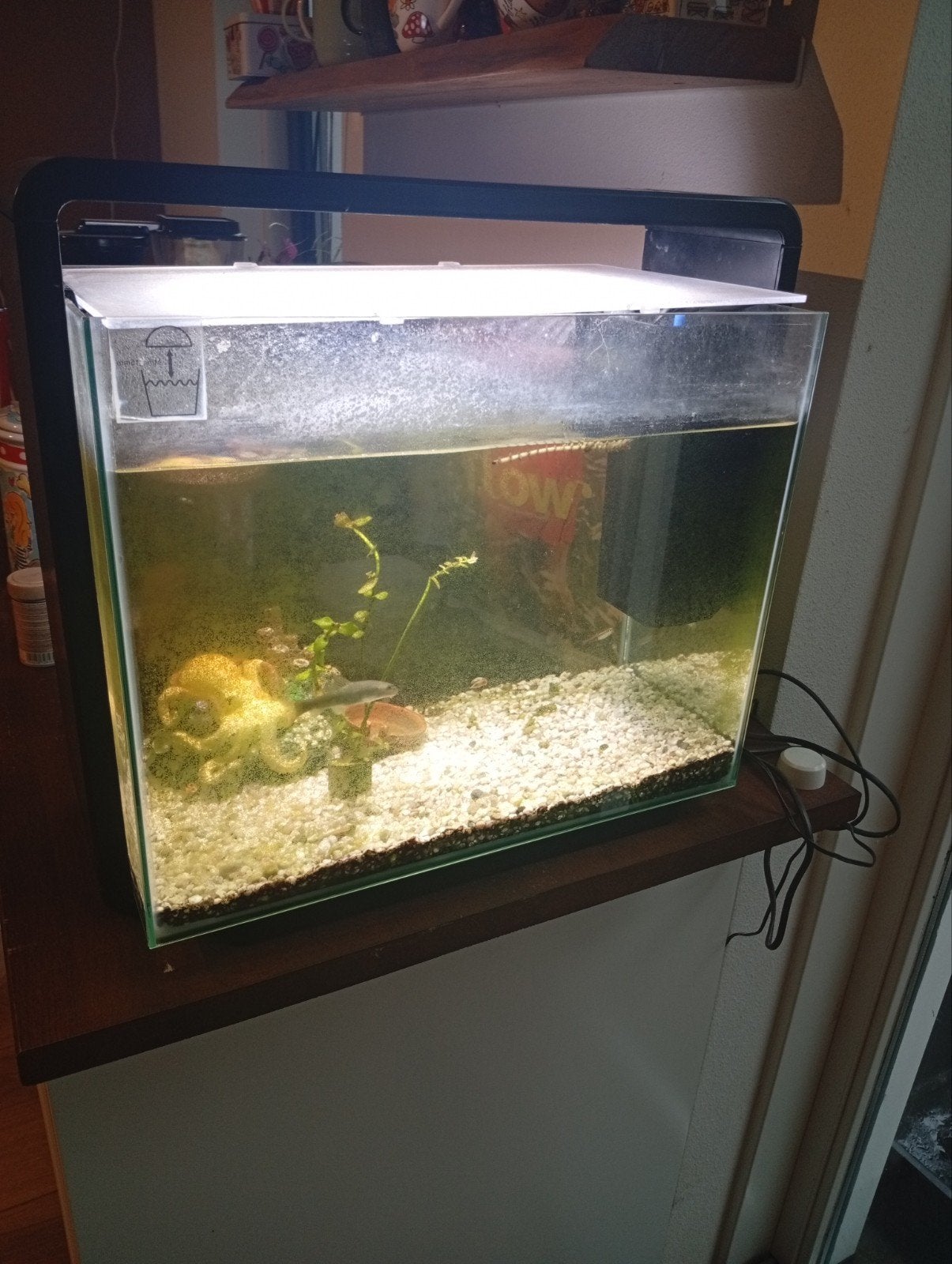 aquarium, Ophalen, Zo goed als nieuw, Leeg aquarium