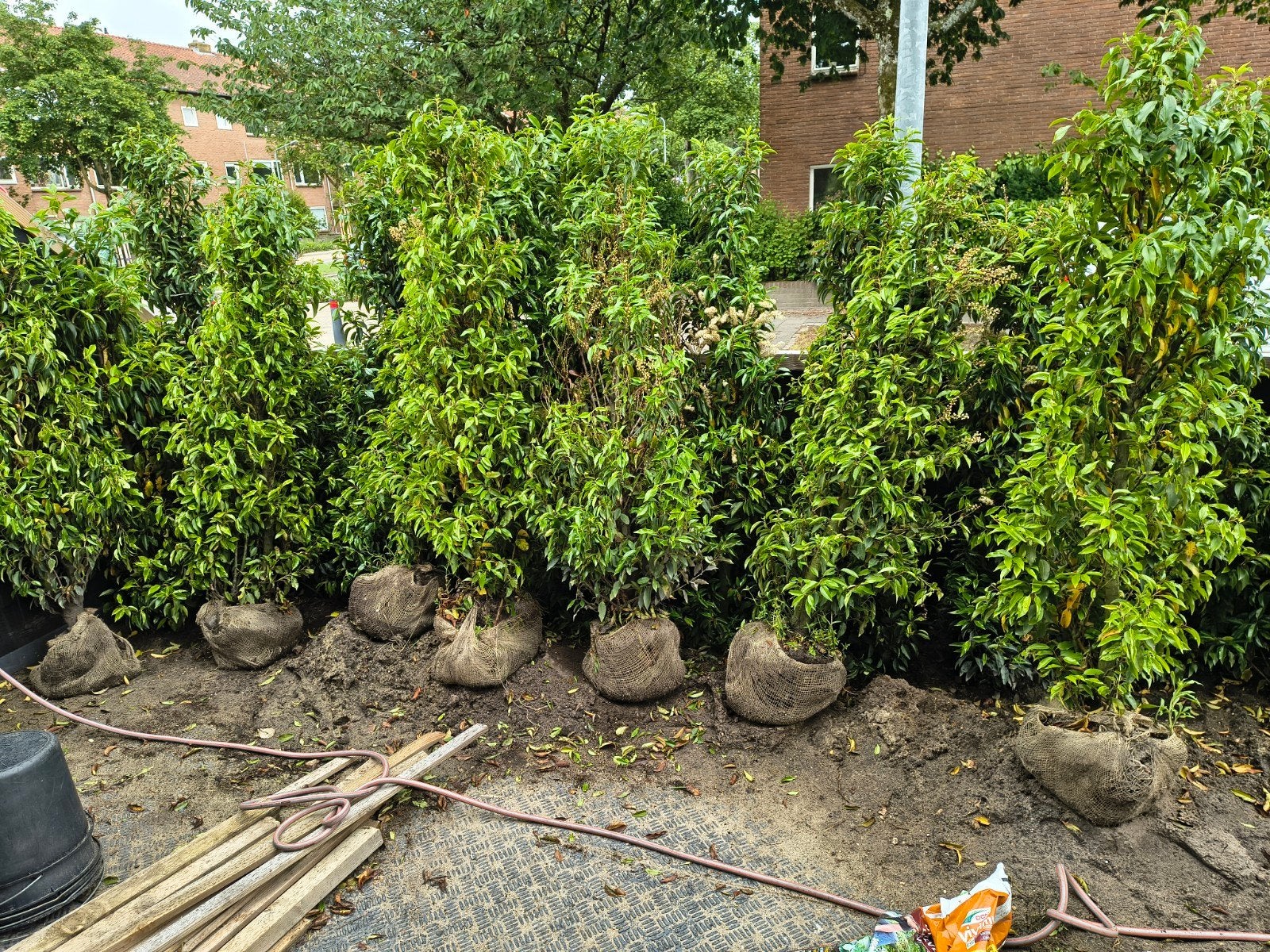 Portugese Laurier (ca. 1m60) €35 per stuk, Tuin en Terras, Planten | Bomen, Bloeit niet, 250 tot 400 cm, Zuilboom, Ophalen