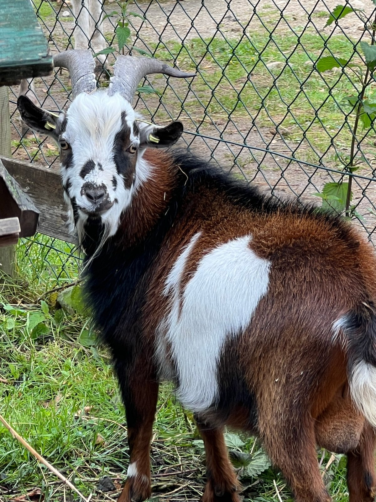 Dwerggeit bok, Dieren en Toebehoren, Mannelijk, Geit, 0 tot 2 jaar